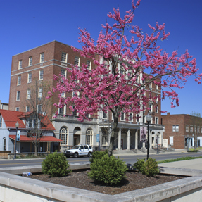 Redbud photo exhibit